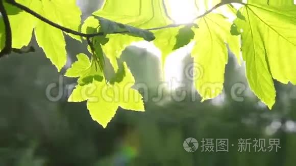 一棵树的枝条上有一片美丽的绿叶，阳光背光，高清1080