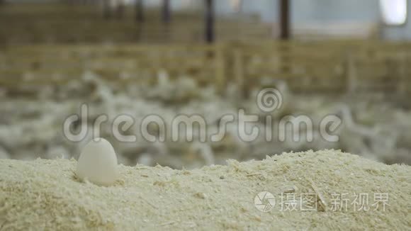 家禽养殖场的木屑鸭蛋视频
