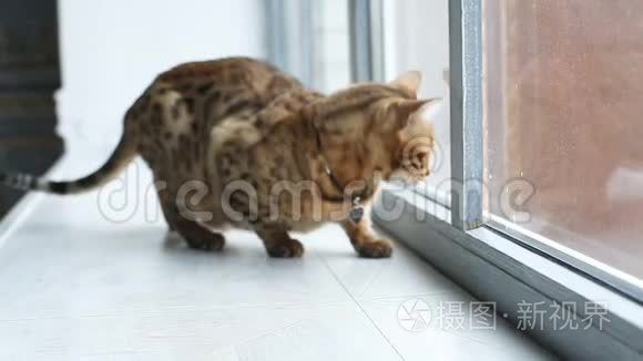 孟加拉猫在窗台上