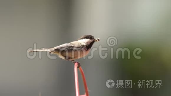 一只黑帽的雏菊把虫子带回了巢穴