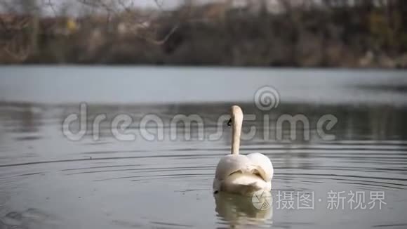 白天鹅在平静的湖水上游泳视频
