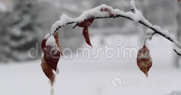 雪下的树枝视频