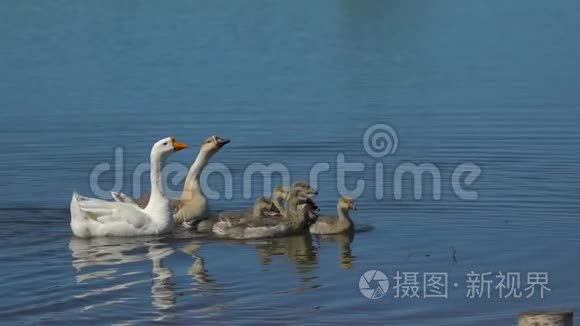 大鹅和小鹅在动物牧场上自由行走。 农场湖上可爱的牲畜幸福的鸟家人