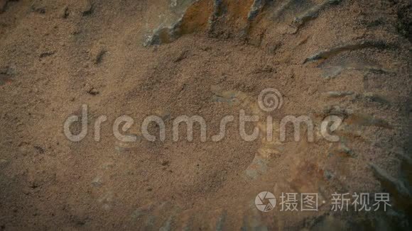 史前海洋贝壳化石被挖掘