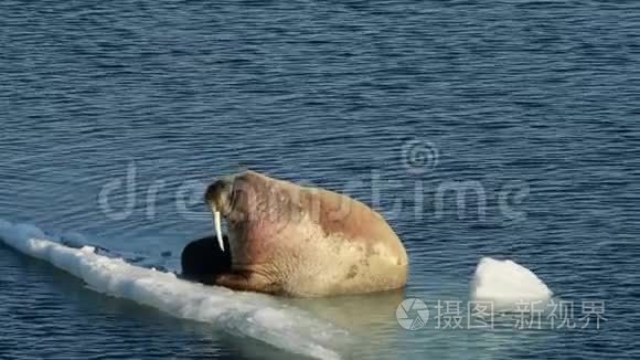 冰流中的海象视频