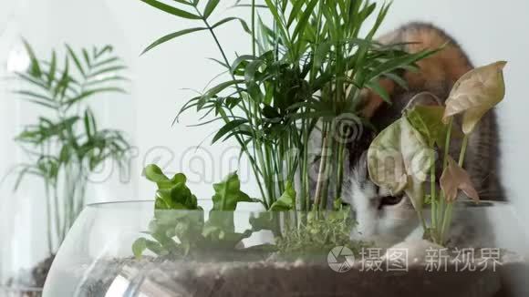 一只宠物猫用玻璃罐在被子下面嗅绿色植物。