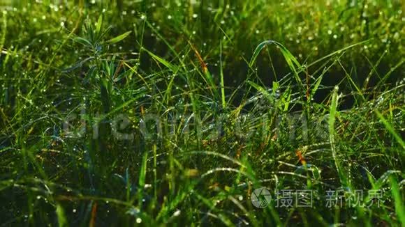 清晨露水中的植物视频