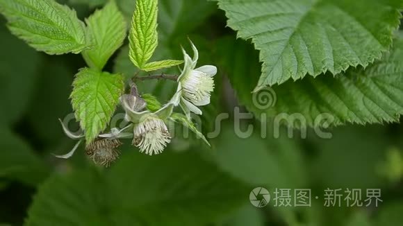 枝上的白色覆盆子花，特写