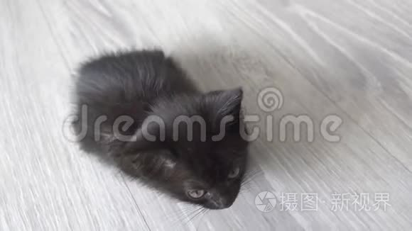 可爱的小黑猫坐在地板上打哈欠