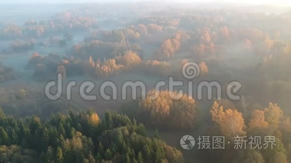 清晨金色的秋景，雾霭弥漫，空中