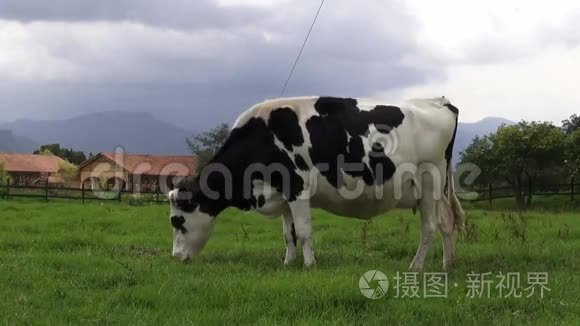 放牧，奶牛，牛，农场动物