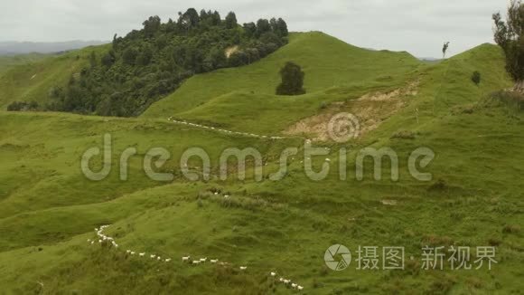 新西兰的风景-带着羊群的风景，羊群慢慢地走向，下山