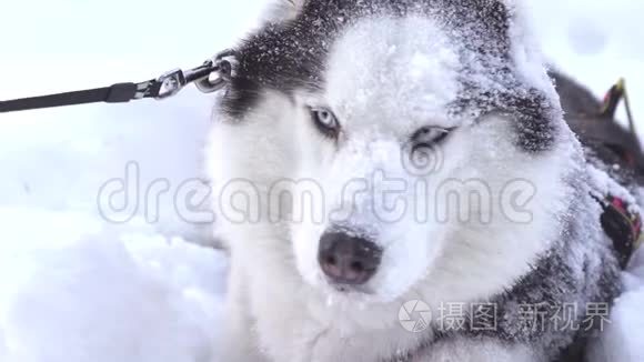 深雪中的西伯利亚哈士奇狗