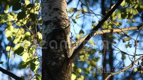 桦树树干在森林中分枝