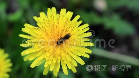 蒲公英花粉中的野生蜜蜂视频