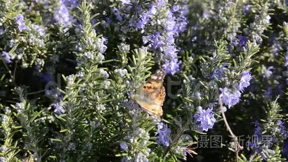 蝴蝶从迷迭香花中喝花蜜。 迷迭香植物在春天盛开的花朵中。 紫色迷迭香草