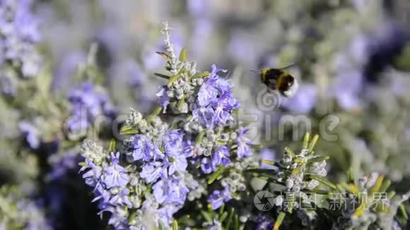 大黄蜂喝迷迭香花的花蜜。 迷迭香植物在春天盛开的花朵中。 紫色迷迭香草