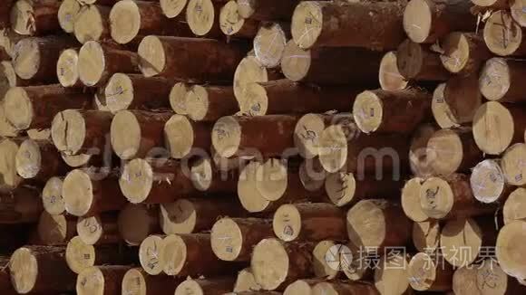 大量的柴火，一排排的锯木树干，锯木厂锯树的两端