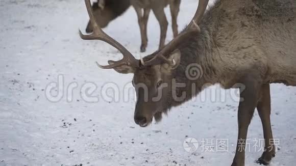 真正的大鹿马拉在雪地公园的背景下，特写..
