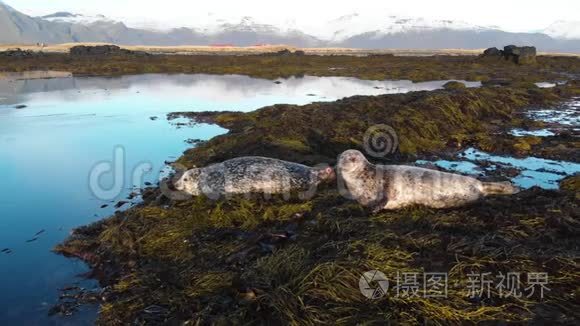 在冰岛海滩野生动物中散步视频