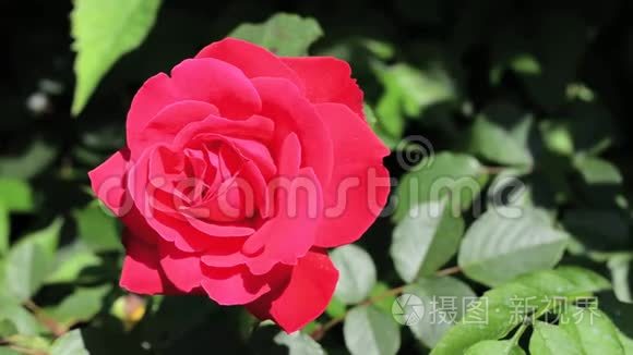 晴天花园里的红玫瑰。 特写镜头。