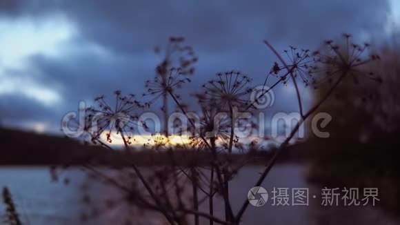 日落时云层中的干燥伞形植物