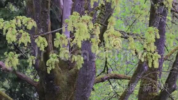 春天的绿花开在一棵大树上视频