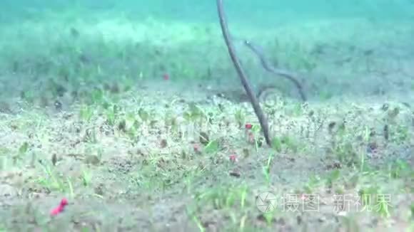 祖鲁海杜马盖特沙地泰勒园鳗鱼视频