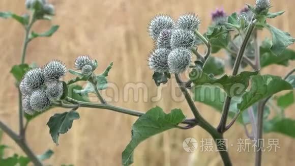 开着巨大的牛蒡视频