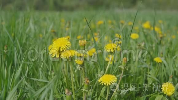 森林背景下田野里美丽的蒲公英视频