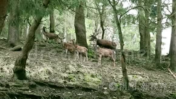 视频森林里的一只小鹿群