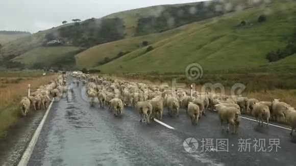 绵羊围起来视频