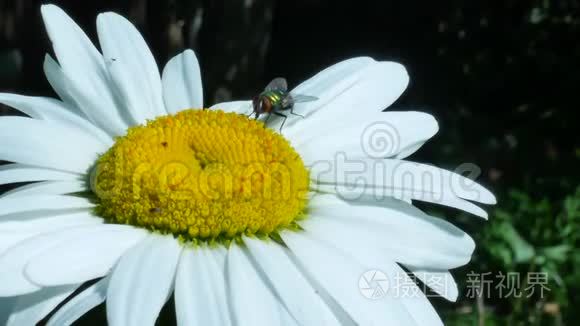 绿蝇或瓶蝇昆虫坐在洋甘菊上视频