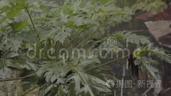 大雨落在木瓜树上视频