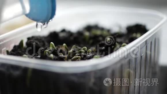 新鲜的绿色植物和种子生长视频