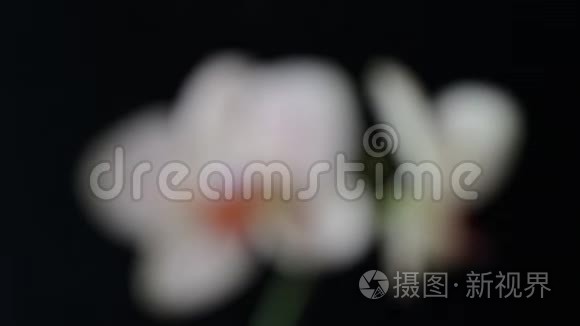 镜头聚焦在兰花的花朵上视频