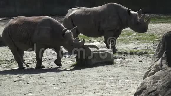 两只濒临灭绝的犀牛双角站立视频