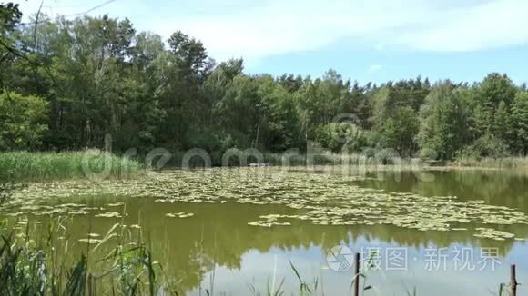 湖名Trintsee在德国哈弗兰。 夏天的风景，芦苇和森林环绕