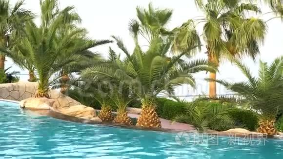 酒店海边的游泳池和棕榈树视频