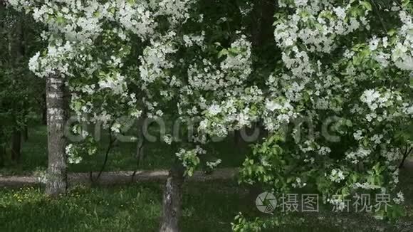 春天的苹果花园在风中摇曳视频