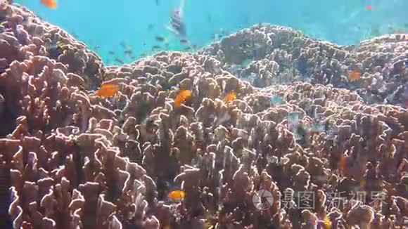 有珊瑚和鱼的水下世界视频