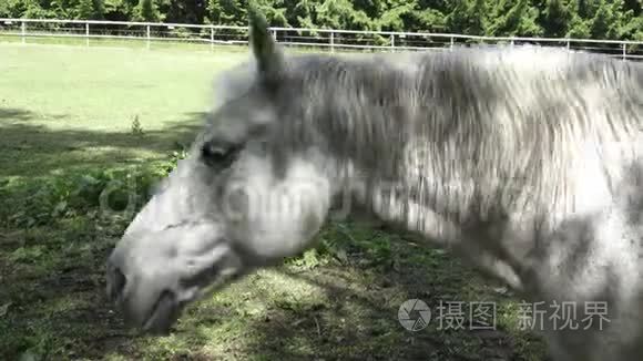 马想把苍蝇甩开视频