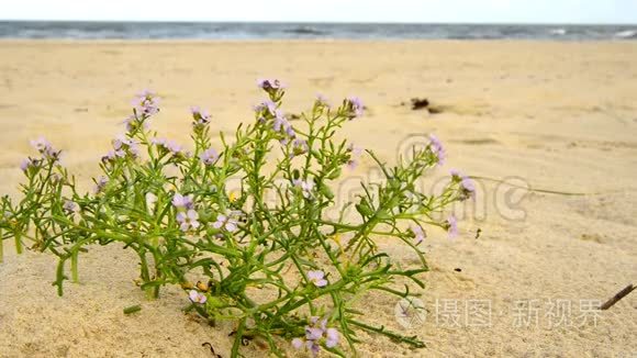 波罗的海海滩上的海薰衣草视频