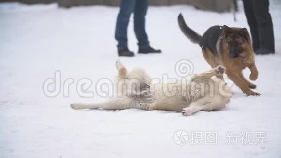 金毛猎犬和德国牧羊犬视频