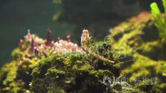 穿着海草的荆棘海马视频