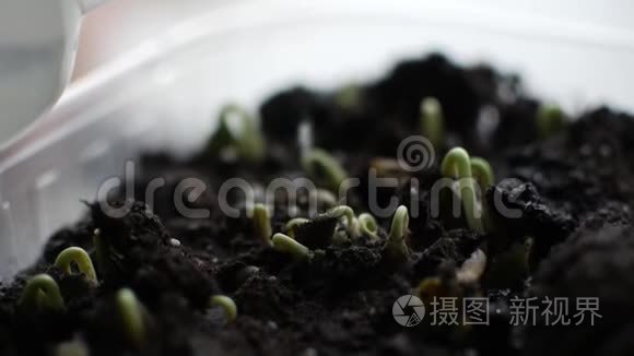 新鲜的绿色植物和种子生长