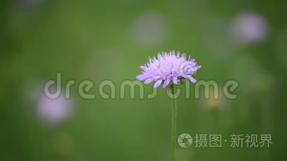 绿色草地上的紫罗兰色的花朵视频