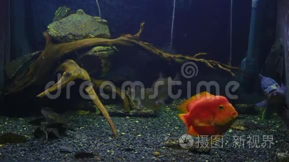 异国的鱼在水族馆里游泳视频