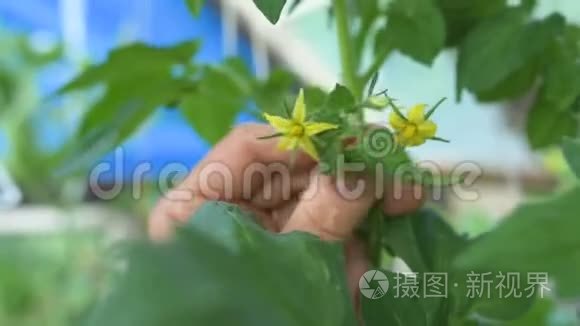 番茄小花是女人检查的视频