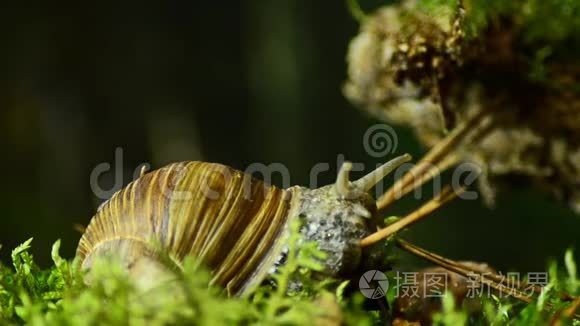 蜗牛。 葡萄蜗牛在自然栖息地39。